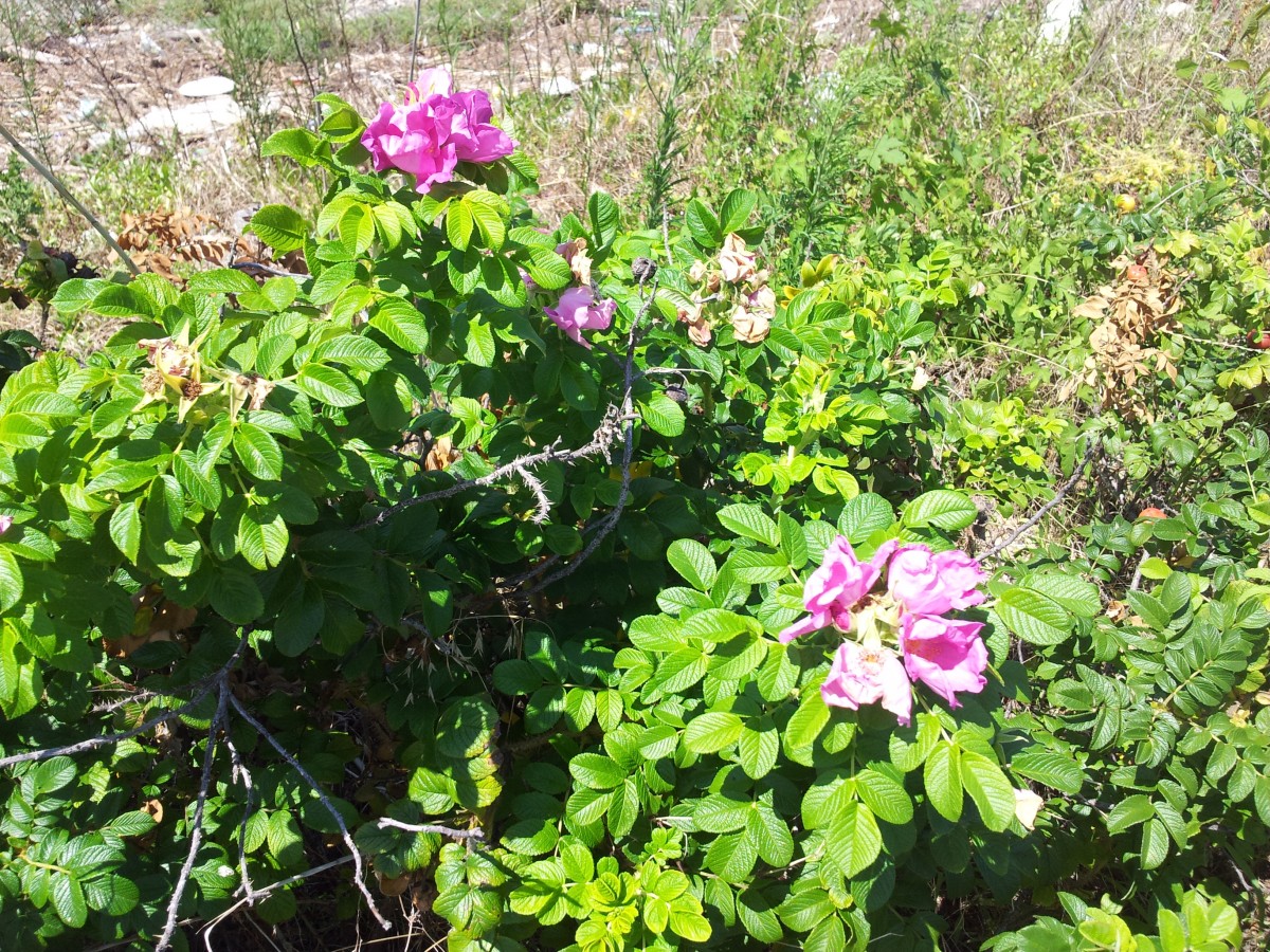 20120728_115238.jpg